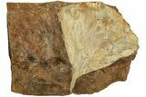 Fossil Ginkgo Leaf From North Dakota - Paleocene #215474-1